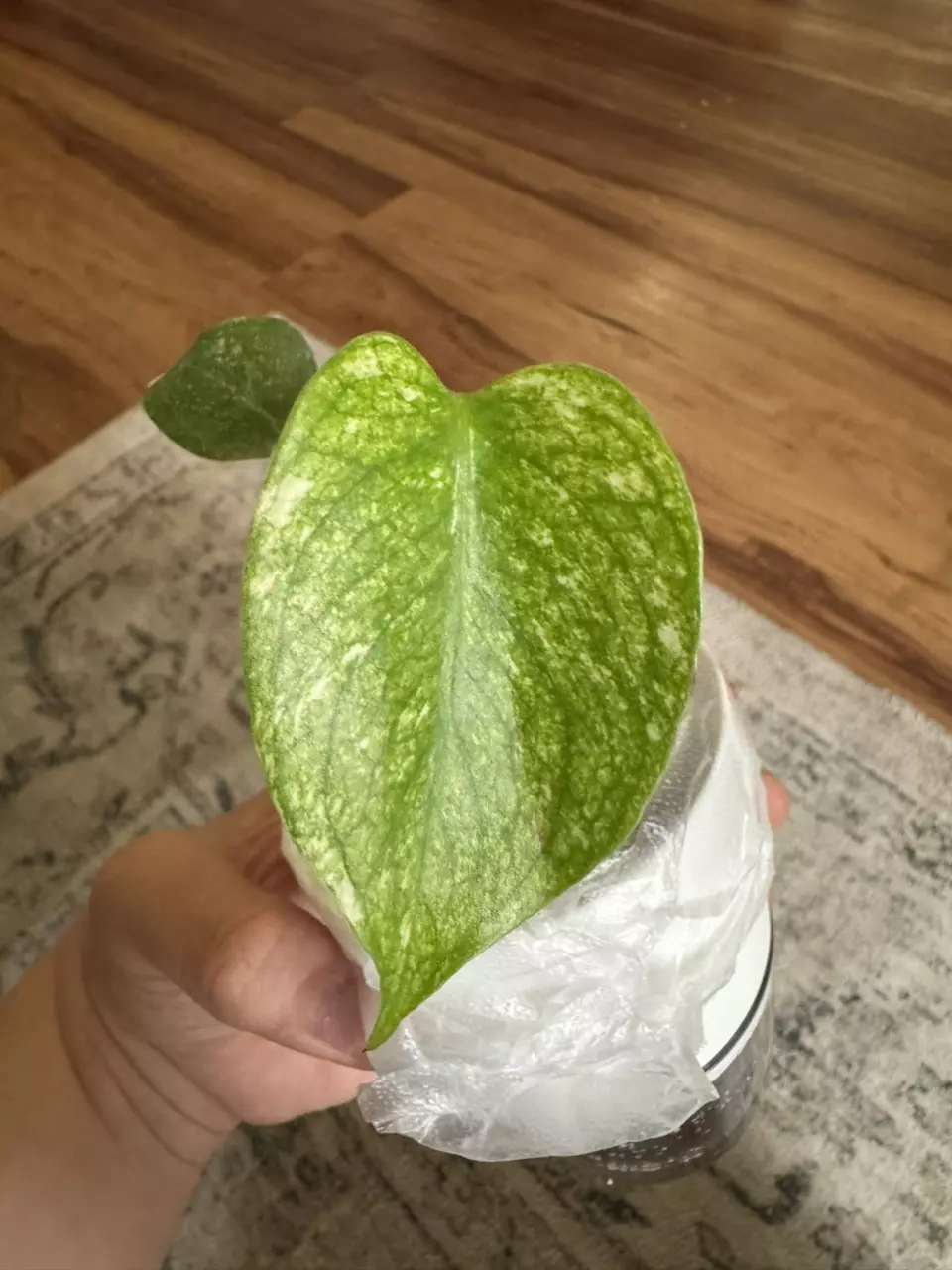 plant/Monstera Mint-0
