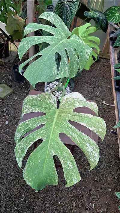 plant/Monstera Mint Mexican Form Deliciosa Large Form L437-0-thumbnail