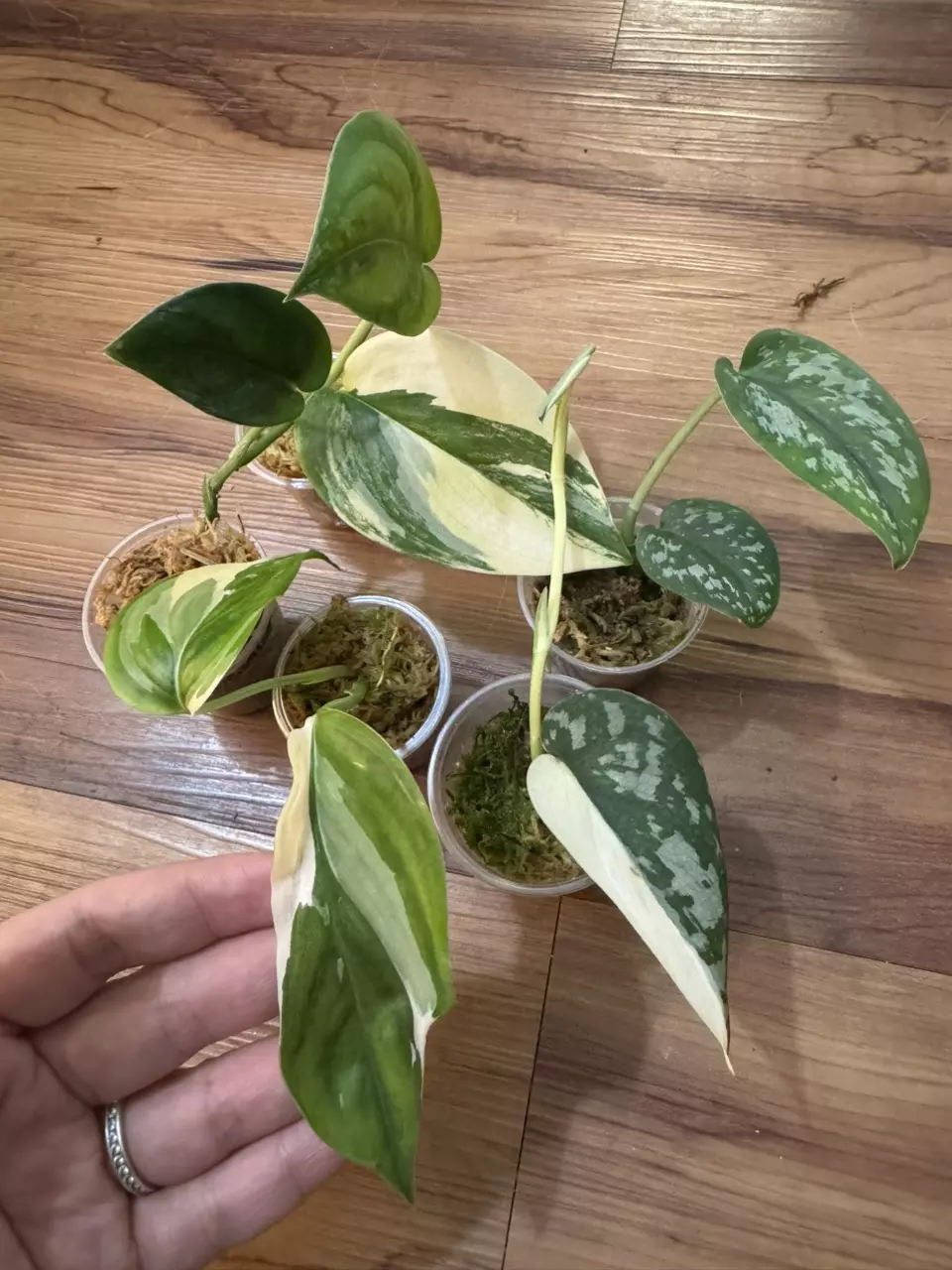 plant/Scindapsus Bundle-0