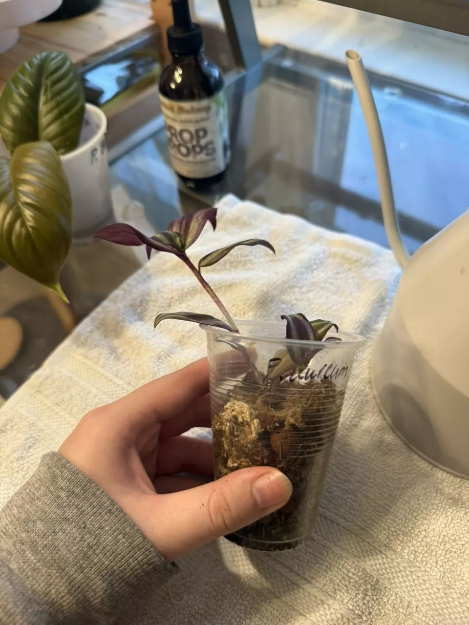 plant/Purple tradescantia zebrina rooted cutting-1