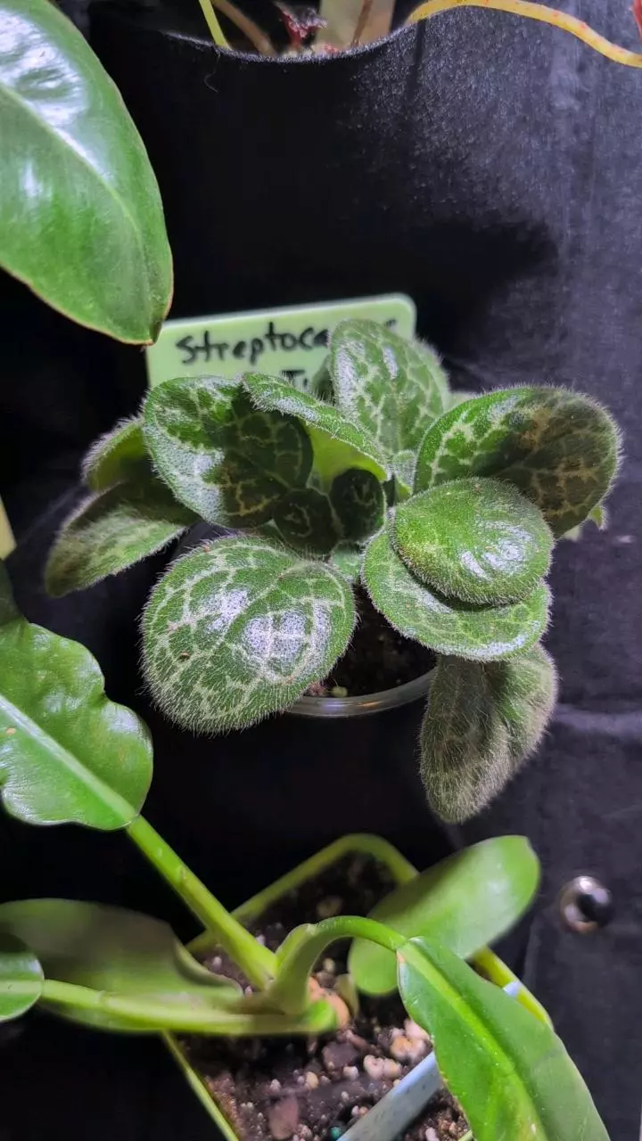 plant/Streptocarpus pretty turtle-0