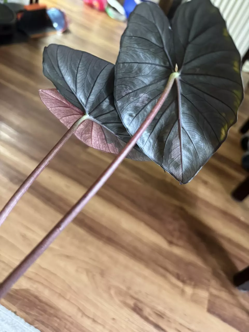 plant/Alocasia Pink Serendipity-1