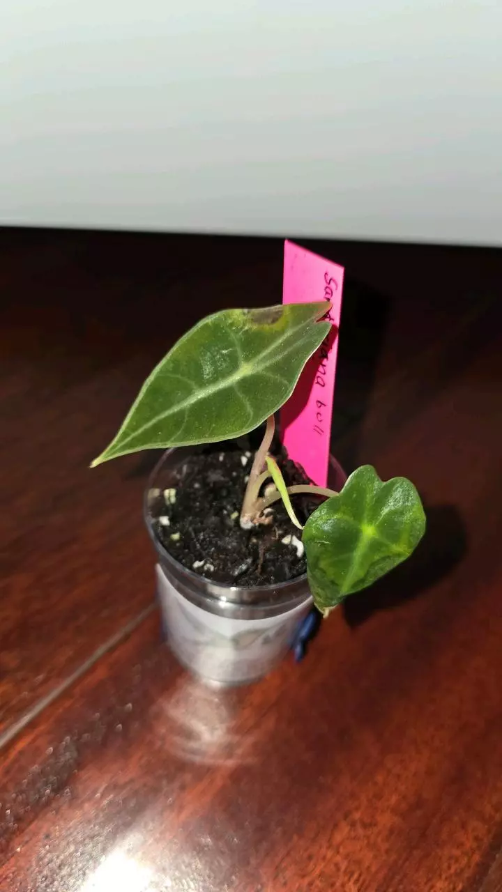 plant/Sanderiana Green Bull-0
