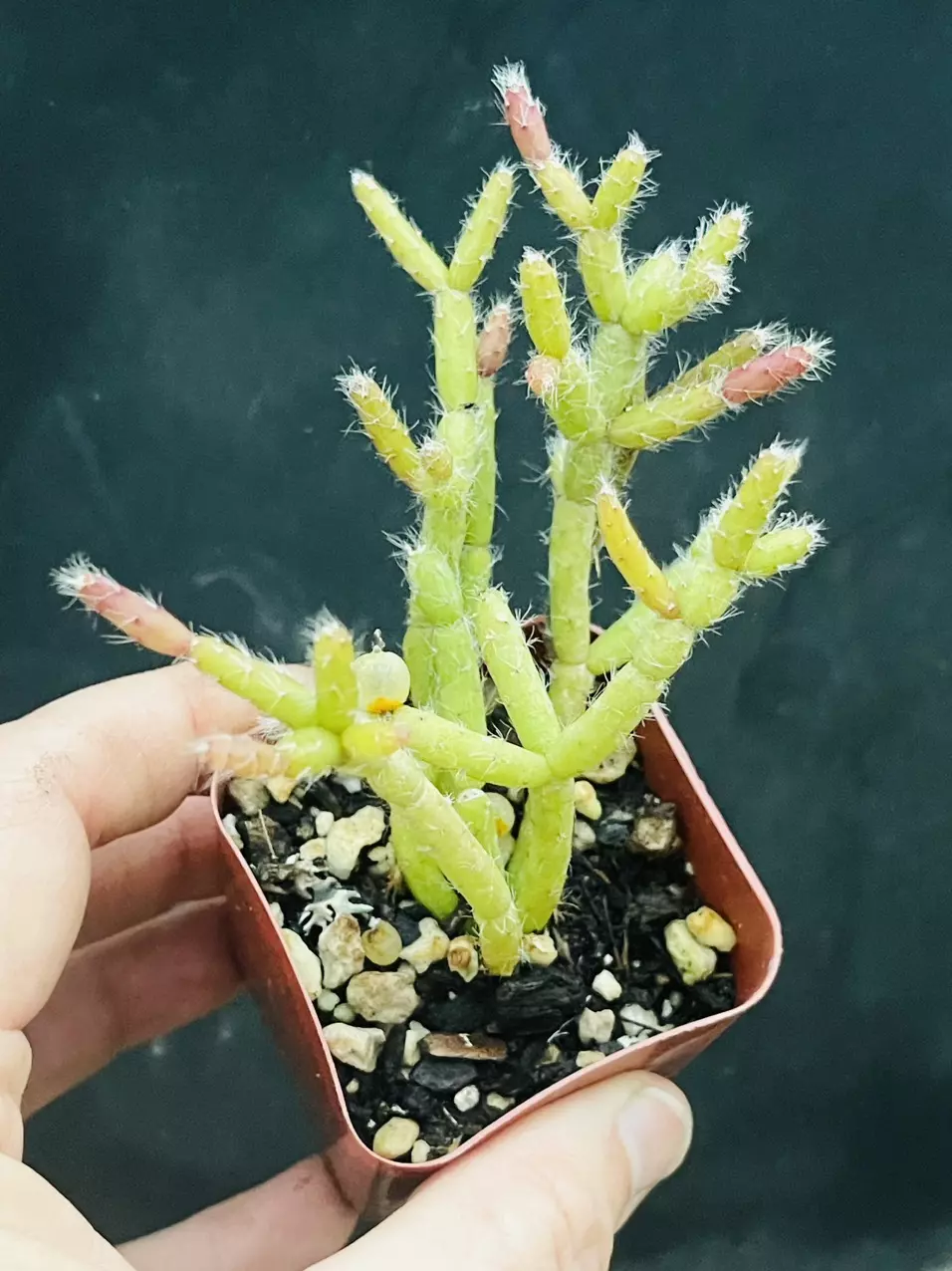 plant/Rhipsalis Ormindoi 2”-0
