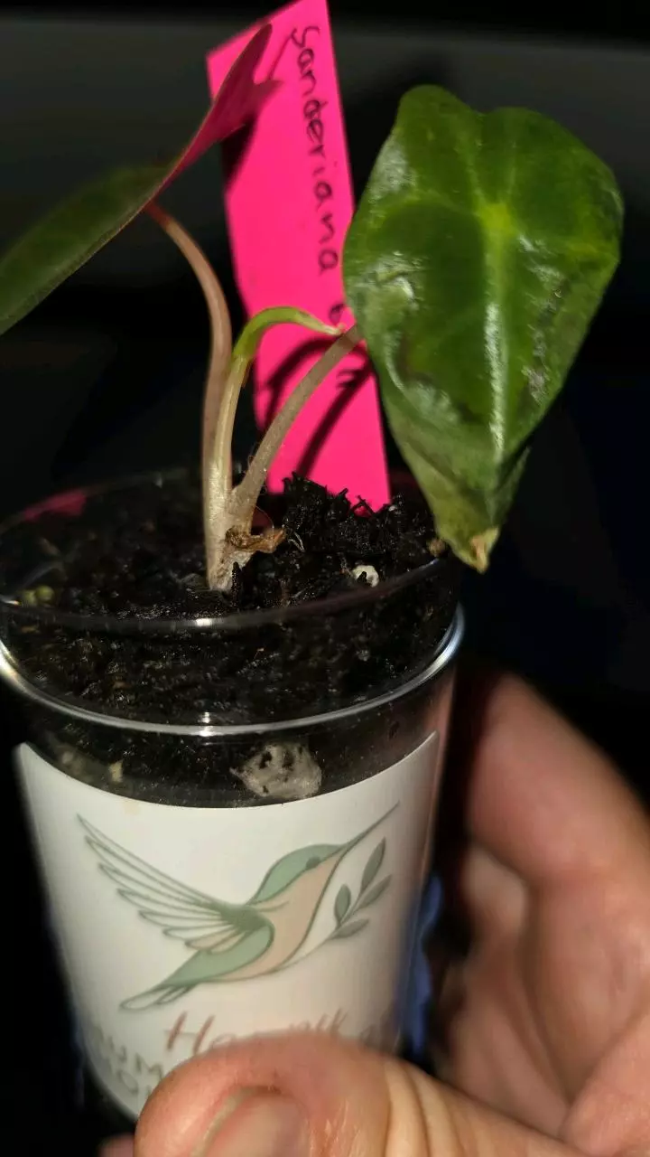plant/Sanderiana Green Bull-1