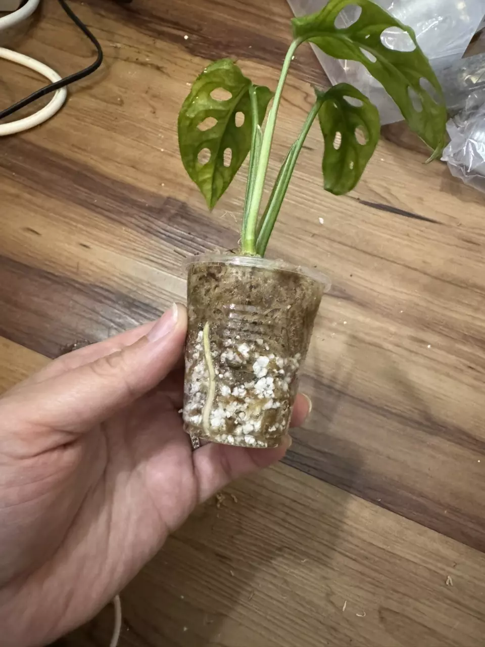 plant/Monstera Adansonii Aurea-4