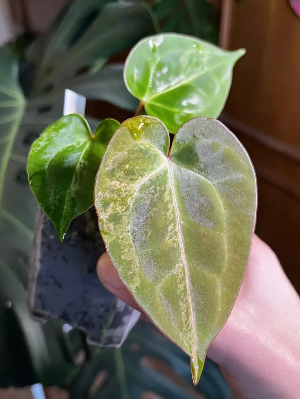 plant/Variegated Anthurium Besseae aff x Mag Verde-0