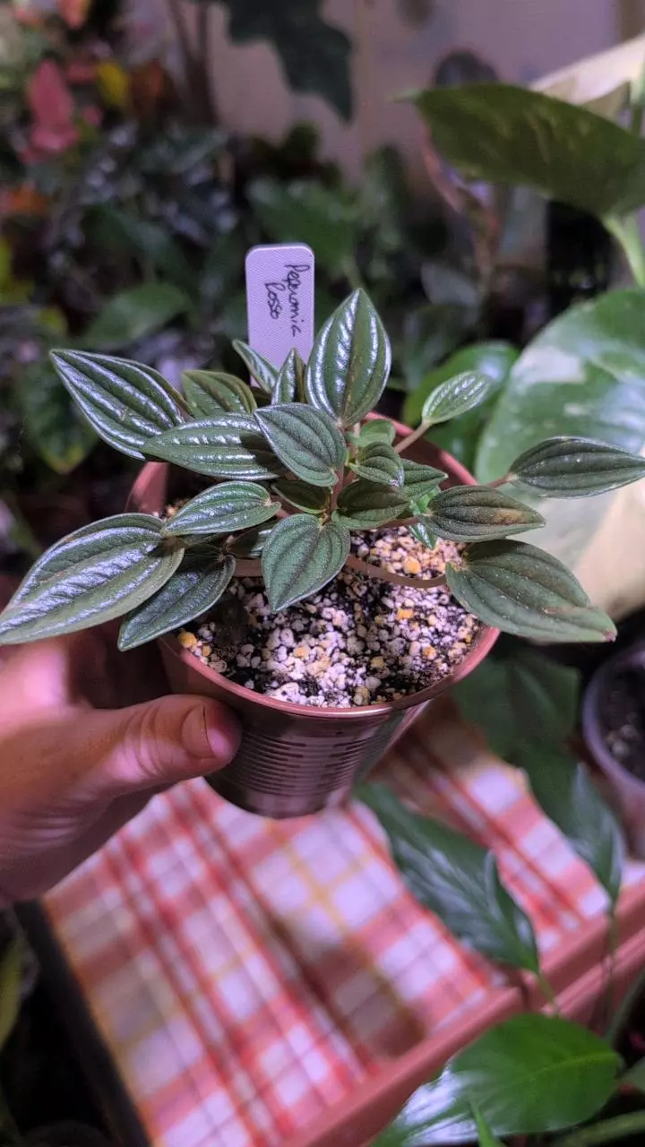 plant/Peperomia Rosso-0
