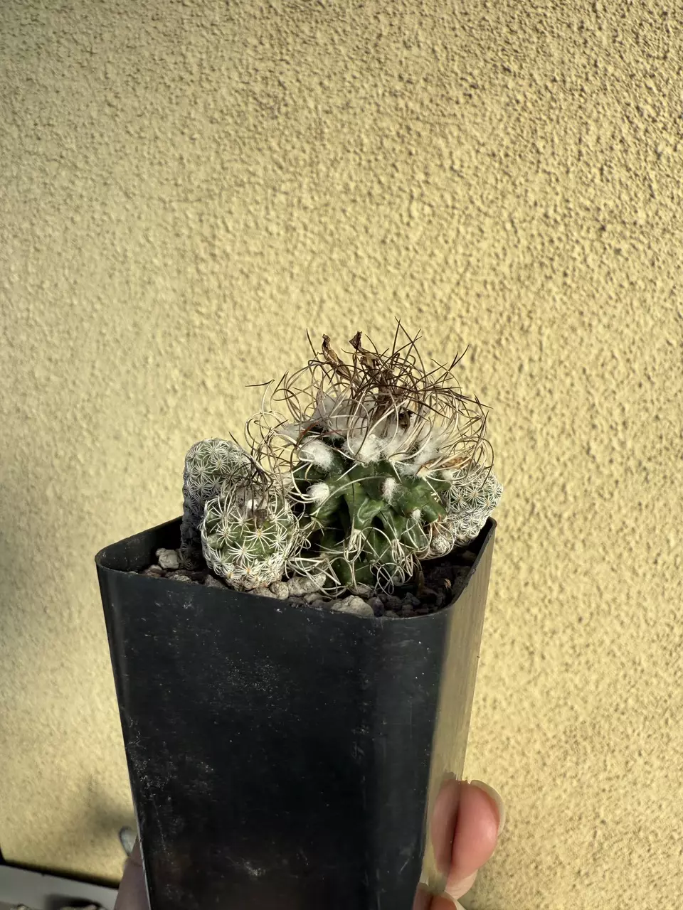plant/Turbinicarpus Krainzianus f. Sphacelatus.-0