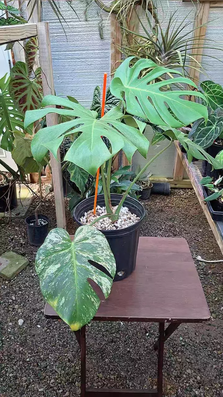 plant/Monstera Deliciosa Large Form Mint L434-1