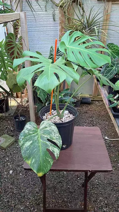 plant/Monstera Deliciosa Large Form Mint L434-1-thumbnail