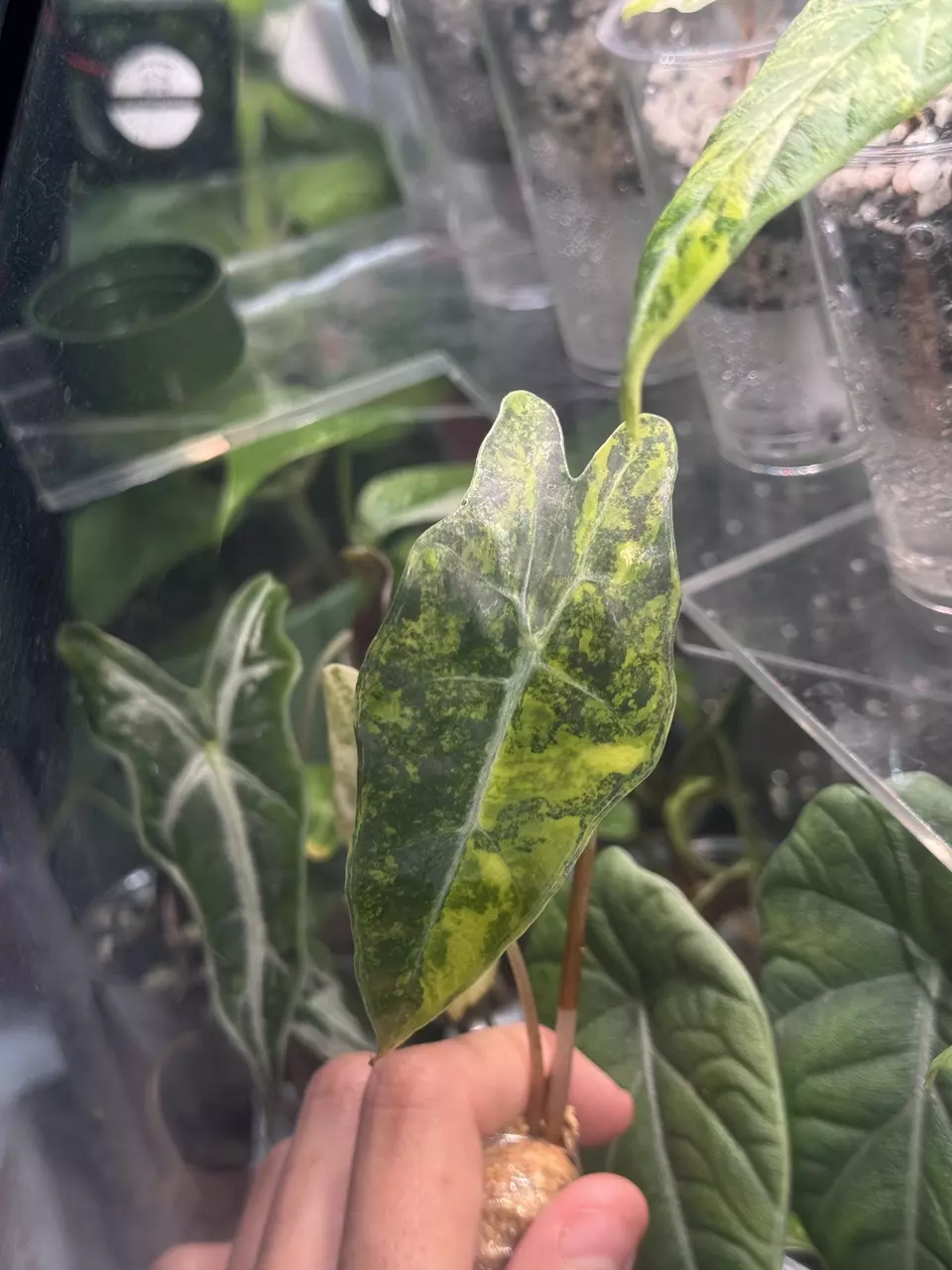 plant/Alocasia Polly x Watsoniana Aurea-0