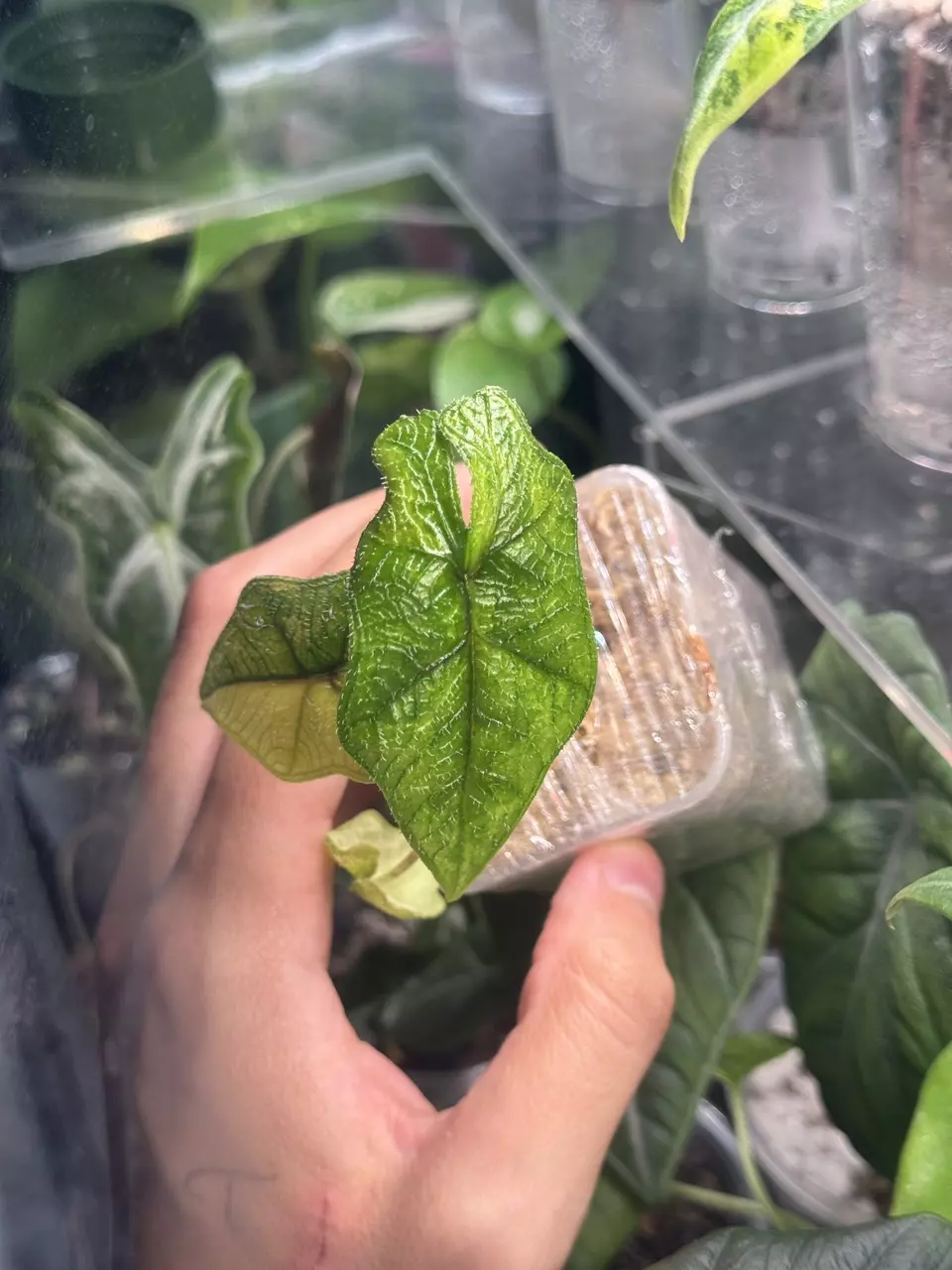 plant/Jacklyn Aurea-1
