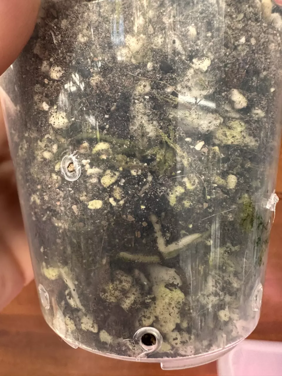 plant/Scindapsus Mayari? Fully rooted butt cut.-3