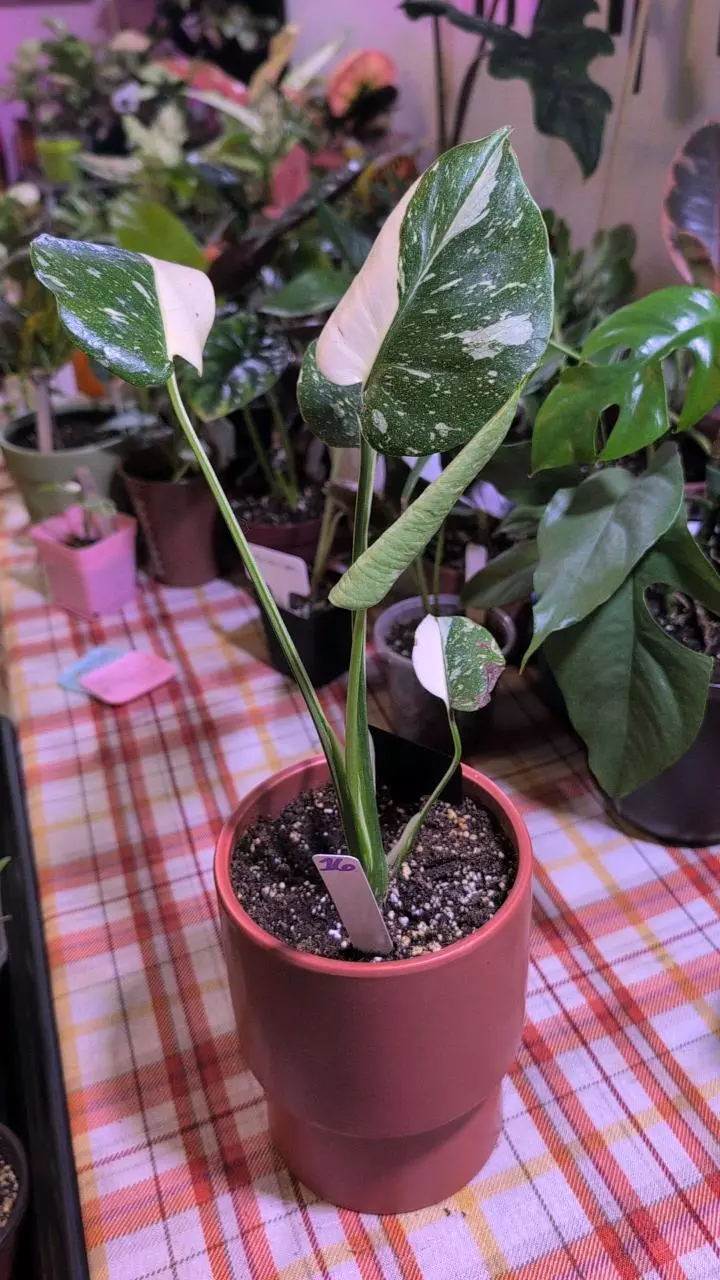 plant/Monstera Thai Constellation-1