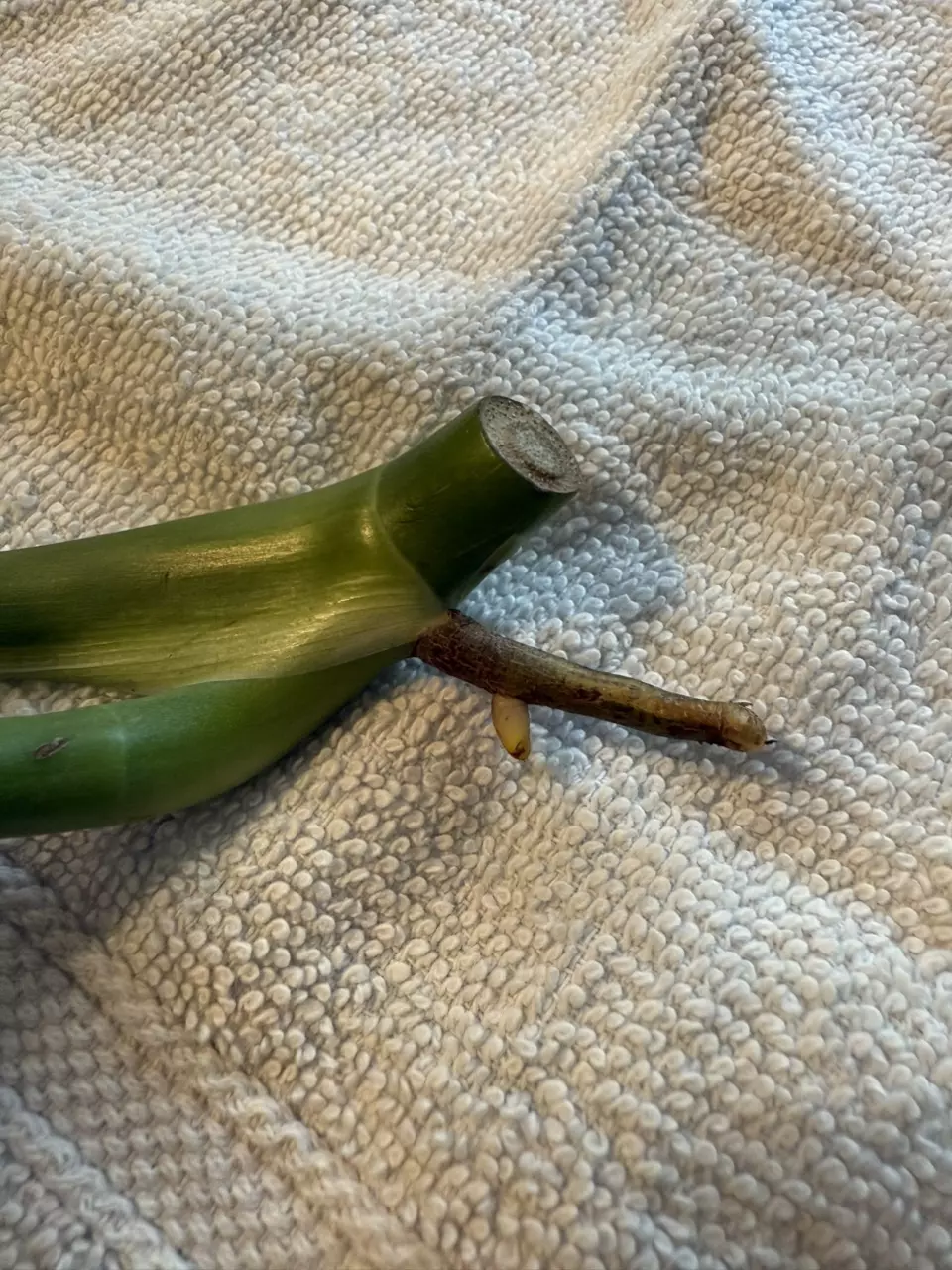 plant/Monstera Thai constellation top cut-1