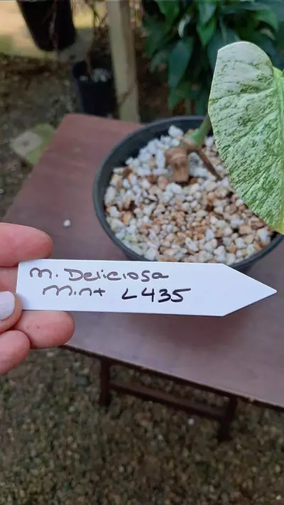 plant/Monstera Mint NOID Large Form High Color Base Cut Deliciosa L435-1-thumbnail