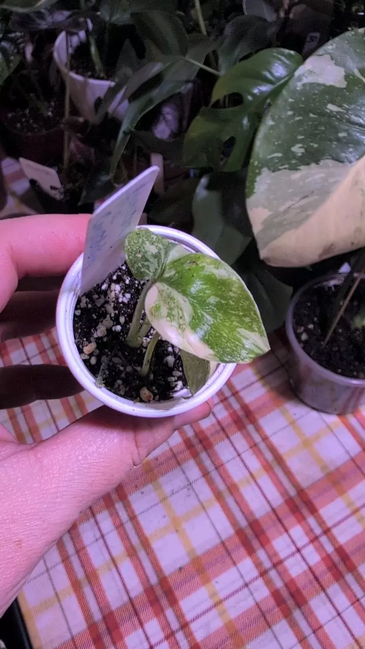 plant/Monstera Thai Constellation-0