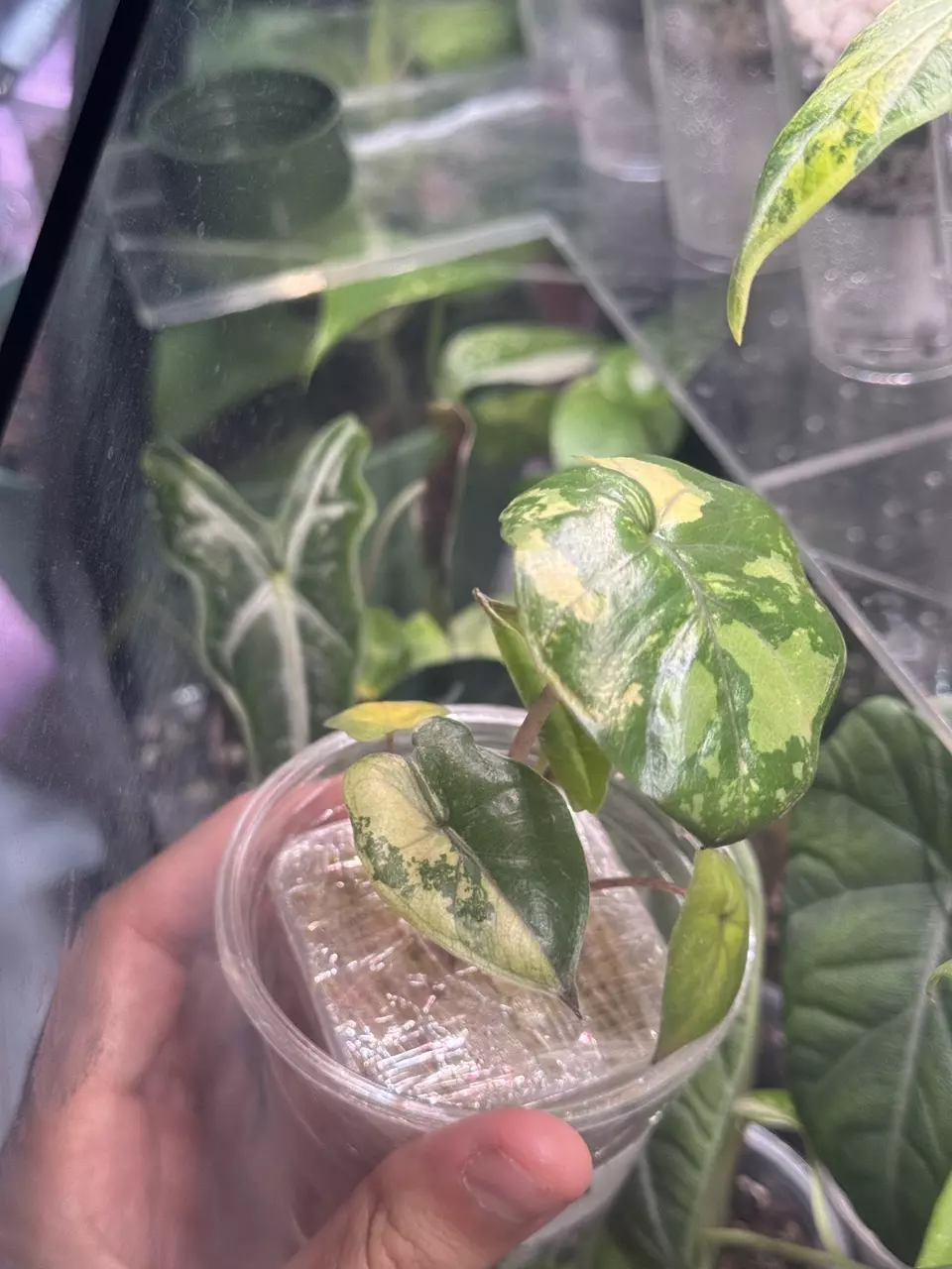 plant/Yucatan Pink Princess-1