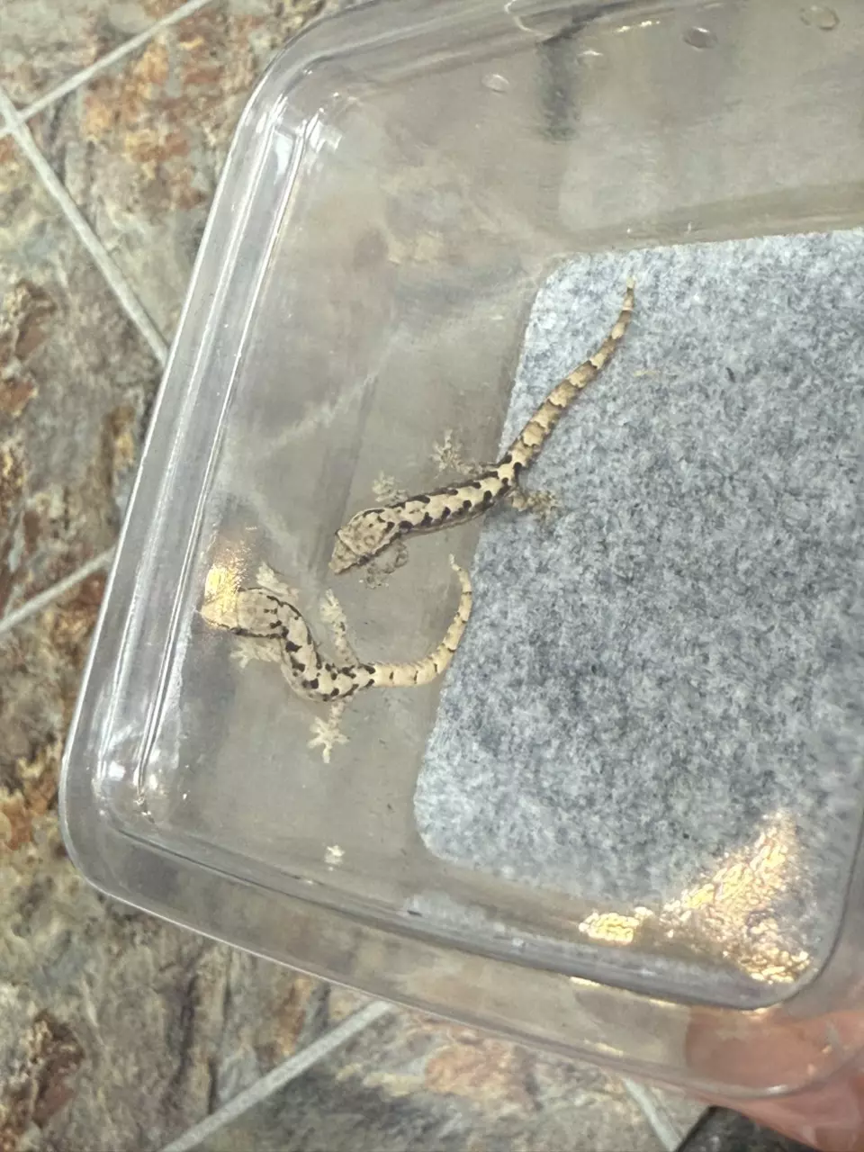 plant/2-pack Medium Type C Mourning Geckos-0