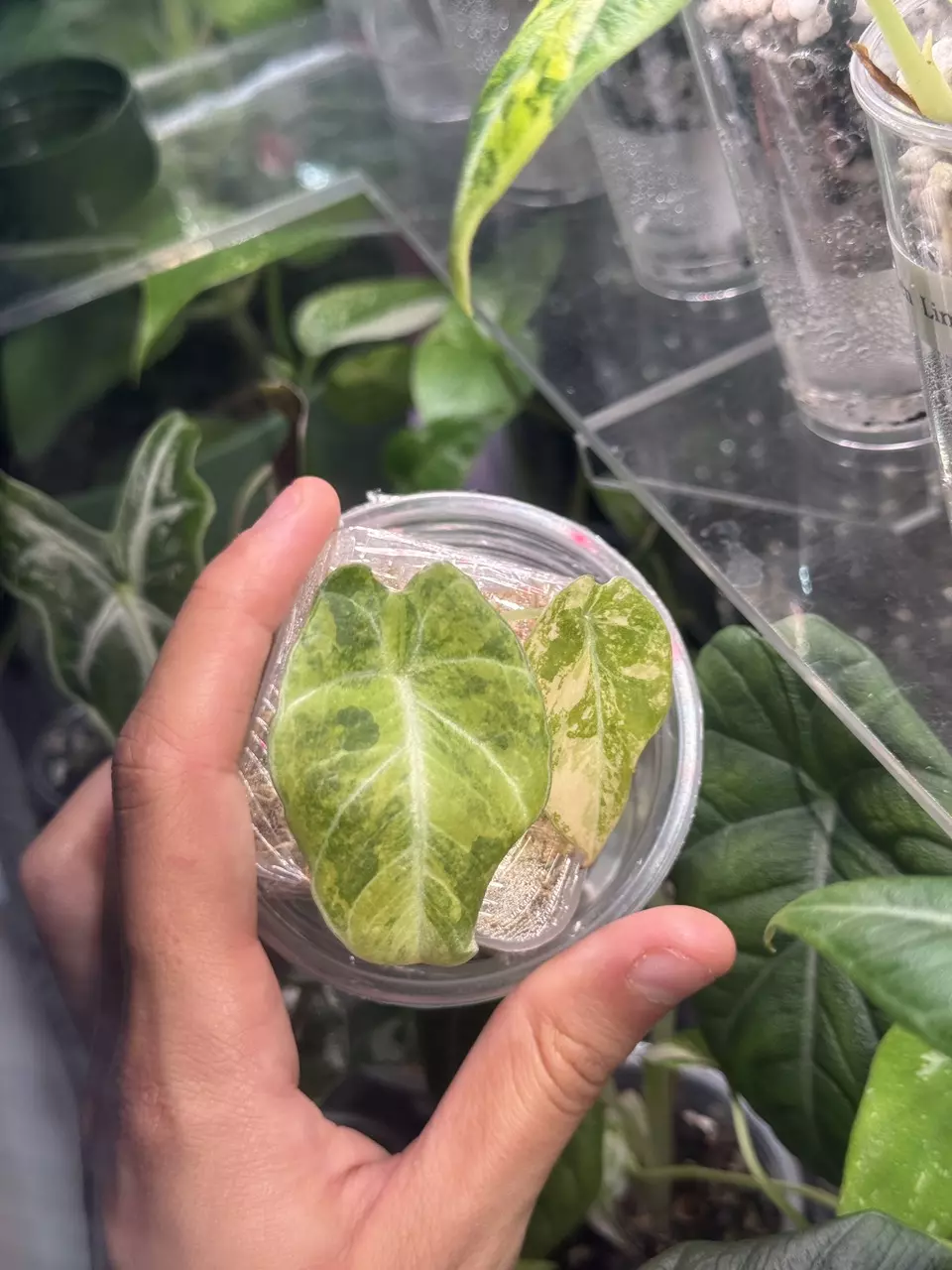 plant/Alocasia Black Velvet Gold-0