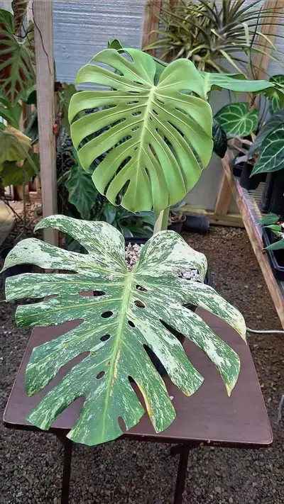 plant/Monstera Mint NoID Deliciosa Large Form L436-0-thumbnail