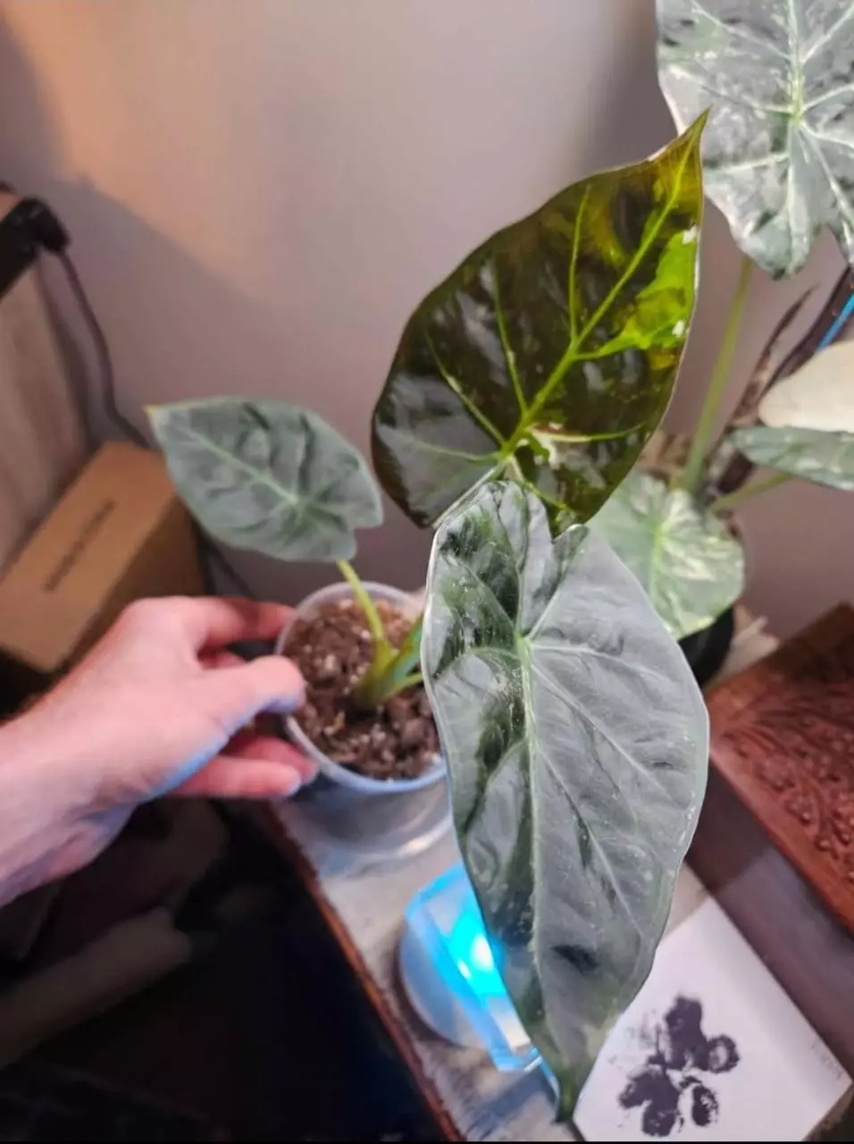 plant/Albo/mint & albo/pink corm bundle (1 of each corm)-1