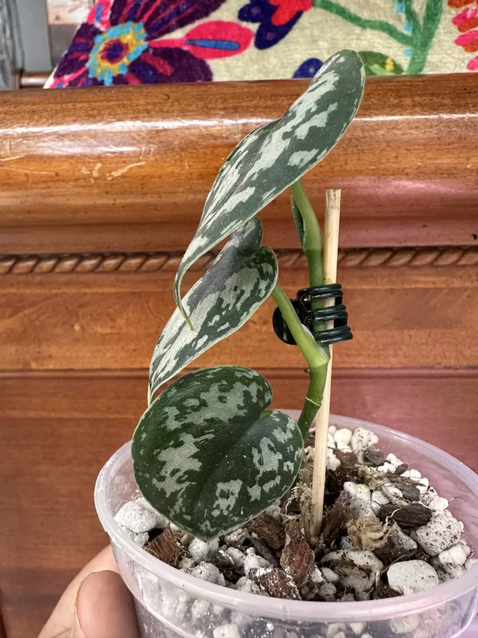 plant/Scindapsus Mayari? Fully rooted butt cut.-1