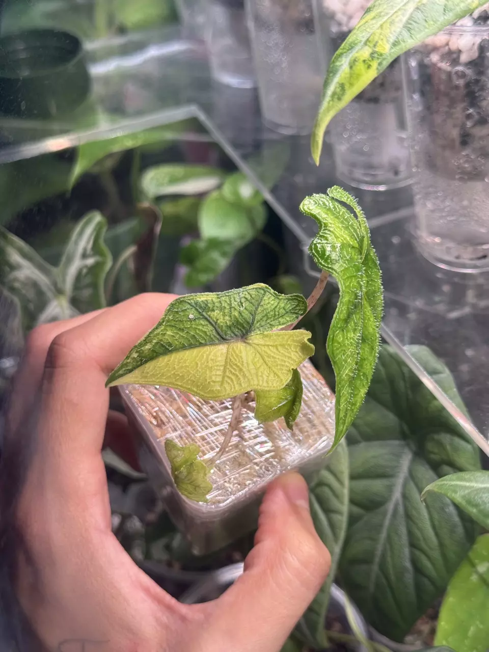 plant/Jacklyn Aurea-0