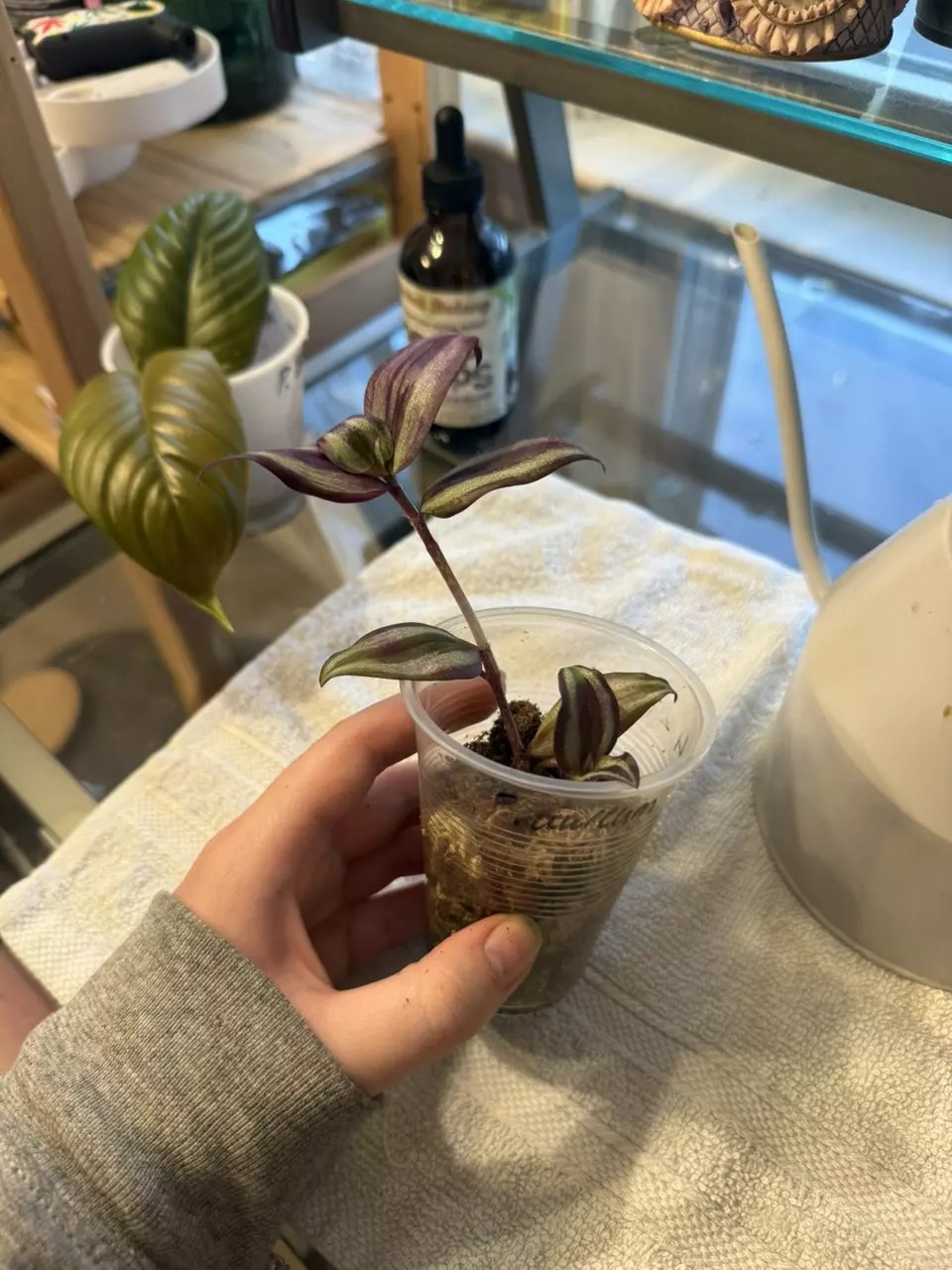 plant/Purple tradescantia zebrina rooted cutting-2