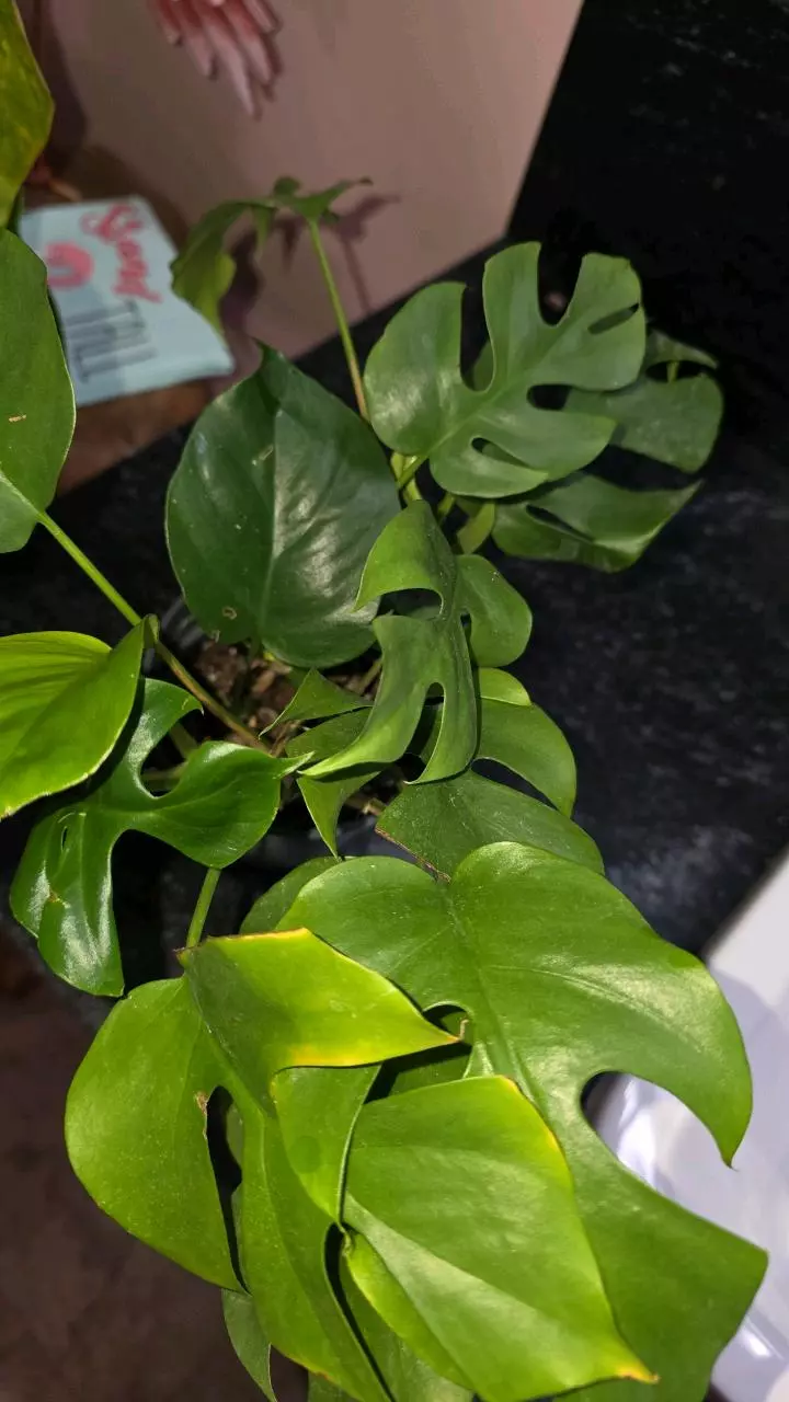 plant/Rhaphs. Tetra-0