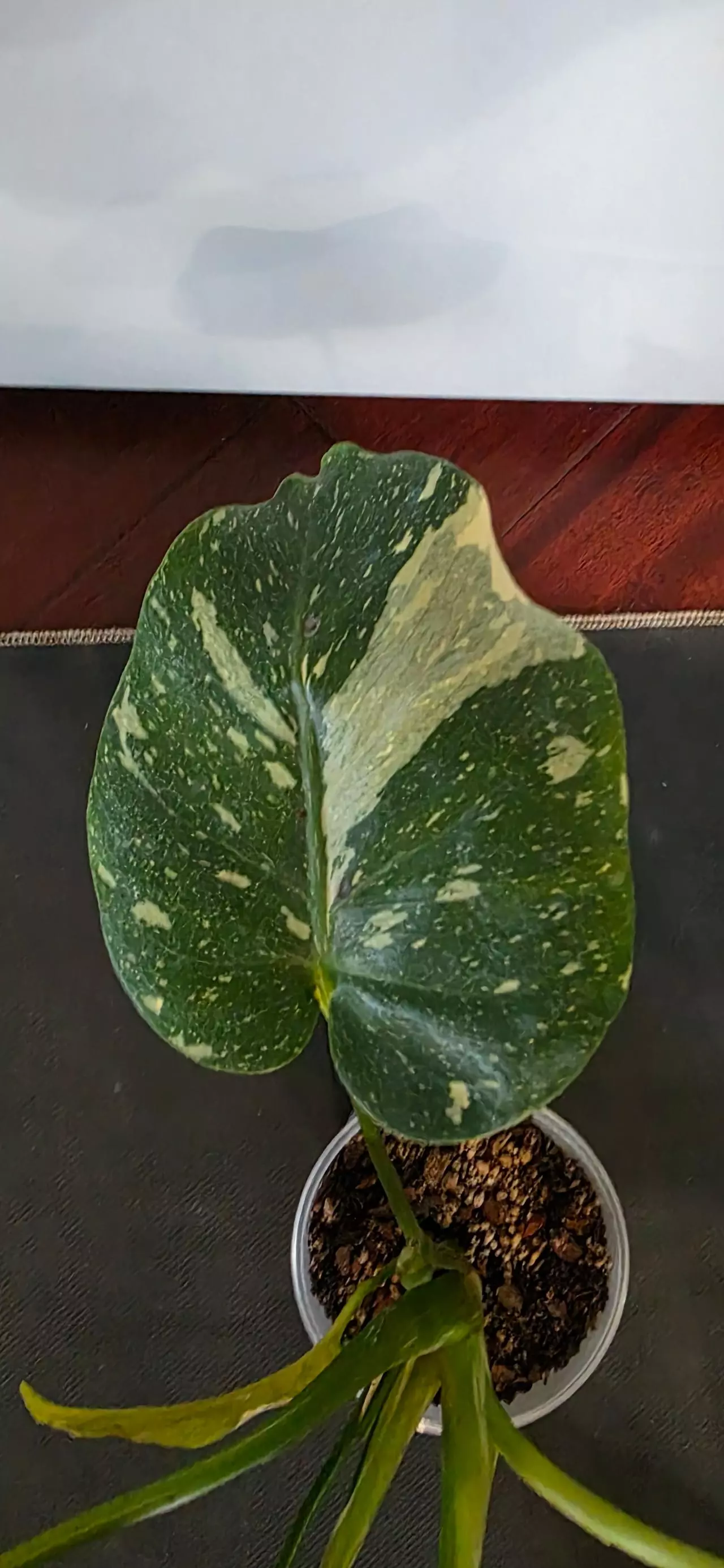 plant/Thai con-1