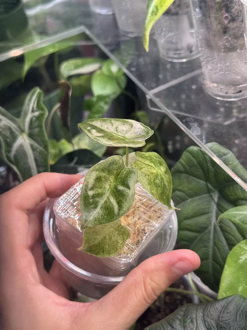 plant/Alocasia Golden Bone Pink Spmash-1