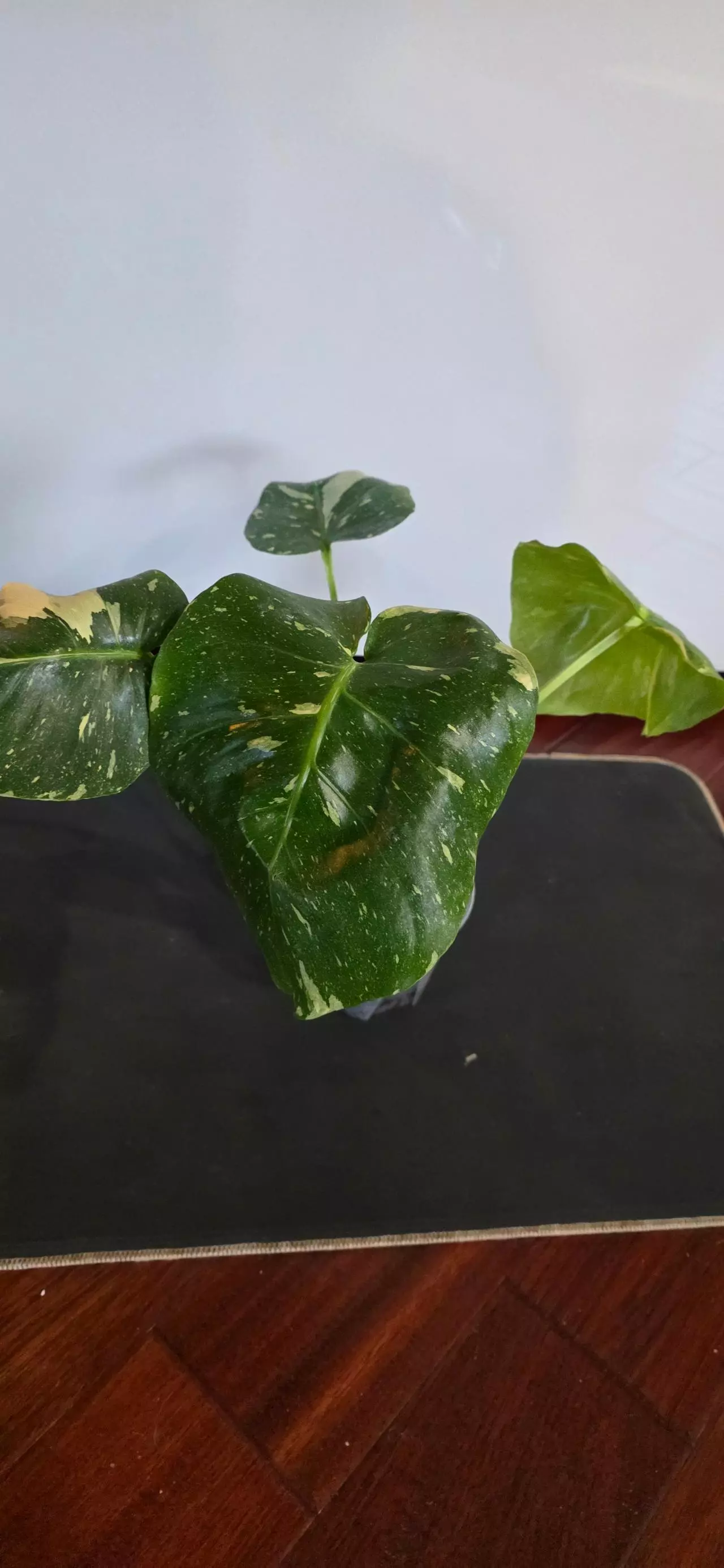 plant/Thai con-0