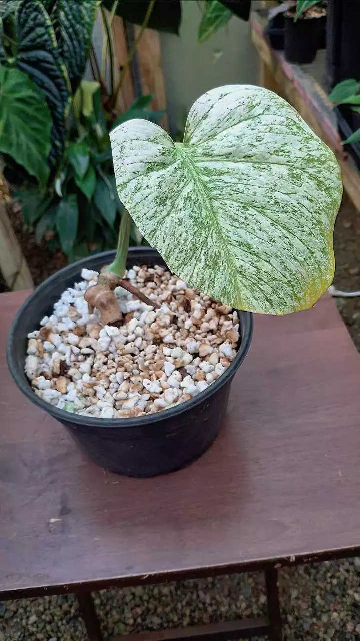 plant/Monstera Mint NOID Large Form High Color Base Cut Deliciosa L435-0