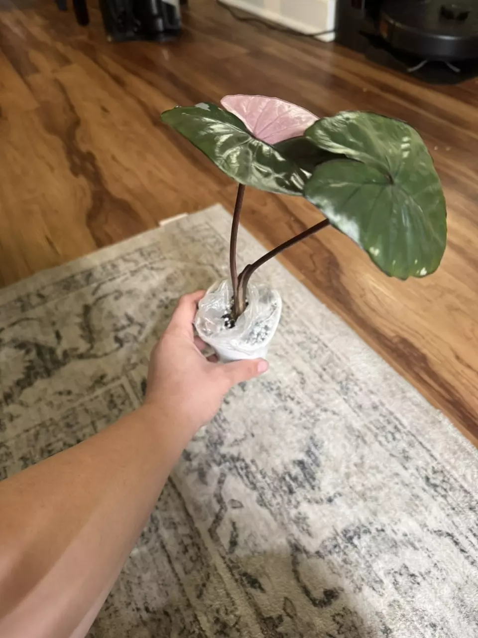 plant/Alocasia Pink Serendipity-2