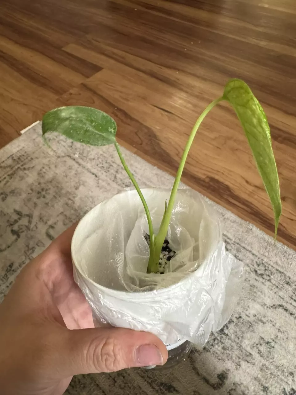 plant/Monstera Mint-1