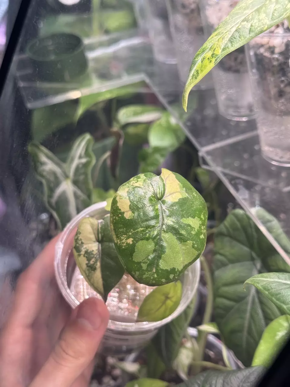 plant/Yucatan Pink Princess-0