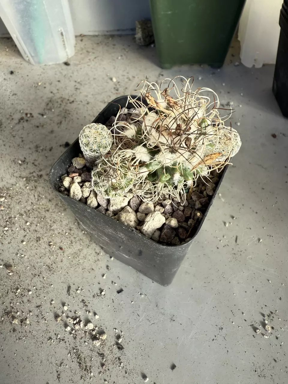 plant/Turbinicarpus Krainzianus f. Sphacelatus.-2