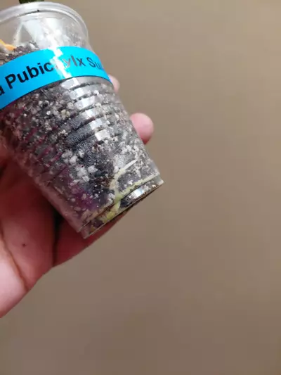 plant/Hoya Pubicalyx Super Splash-2-thumbnail