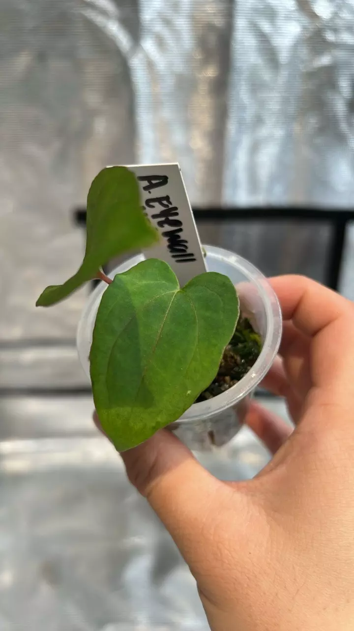 plant/Anthurium eyewall prop-1