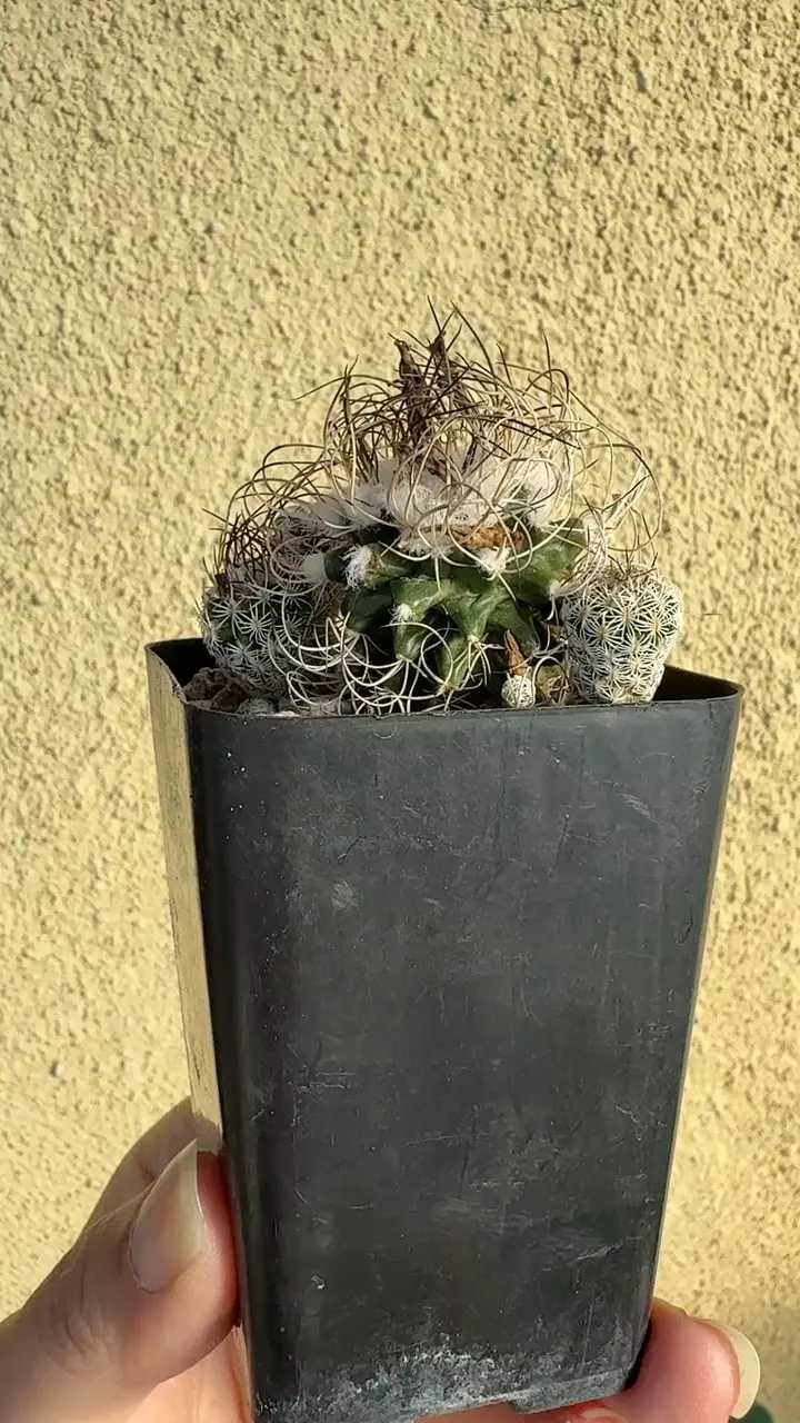 plant/Turbinicarpus Krainzianus f. Sphacelatus.-1
