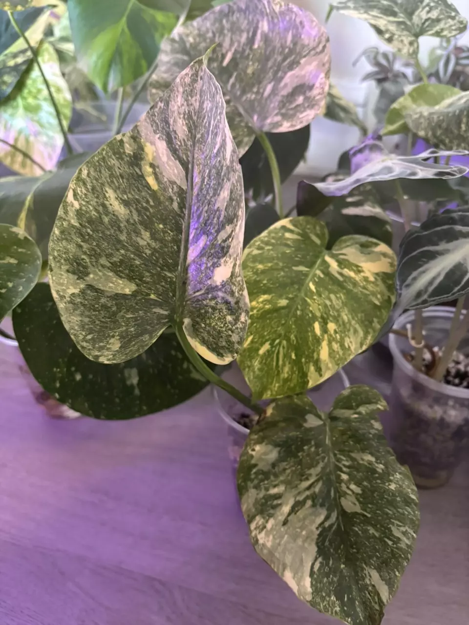 plant/Monstera Legacy-4