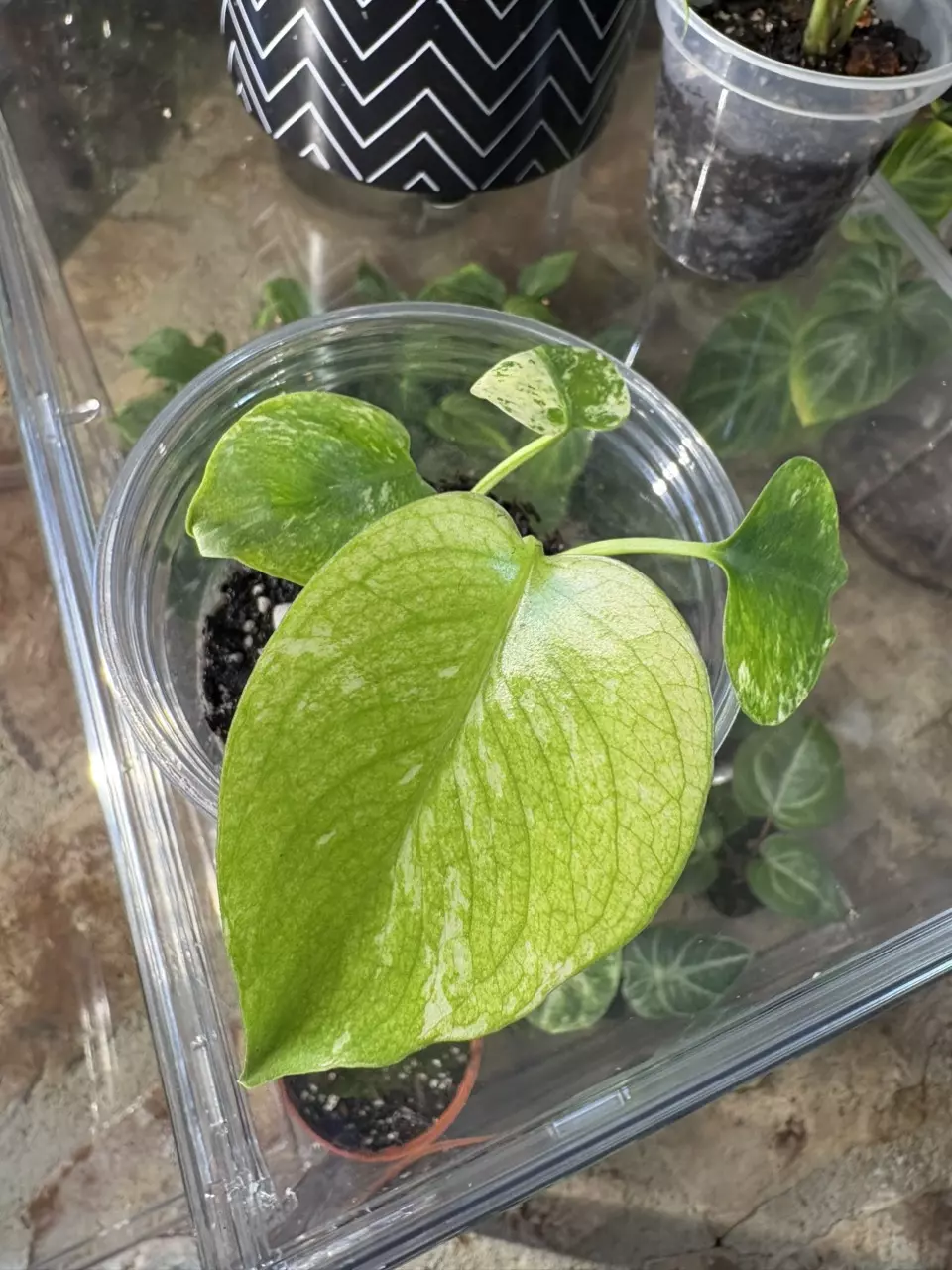 plant/monstera mint-1