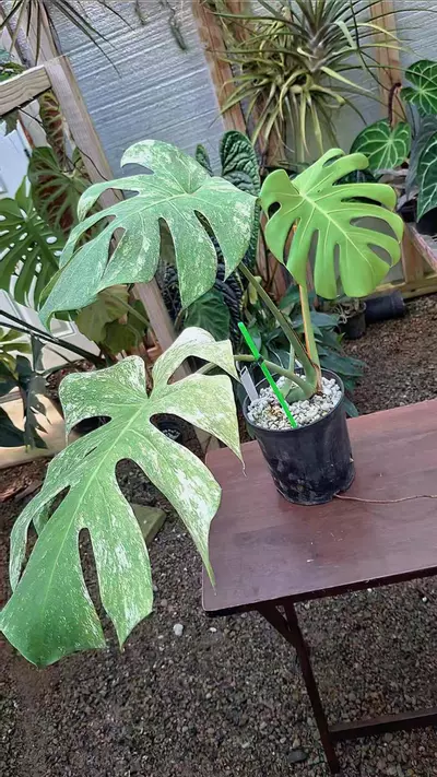 plant/Monstera Mint Mexican Form Deliciosa Large Form L437-1-thumbnail