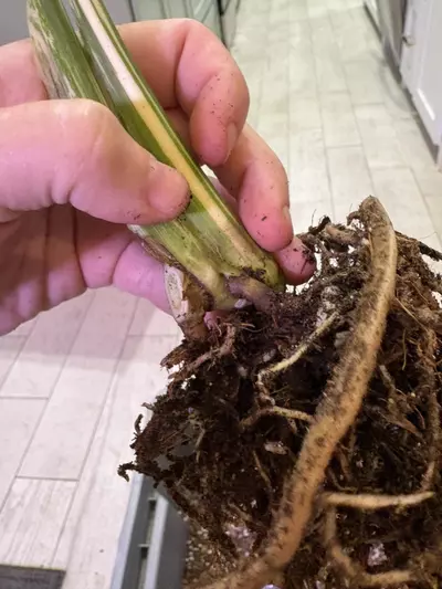 plant/Monstera White Snow-2-thumbnail