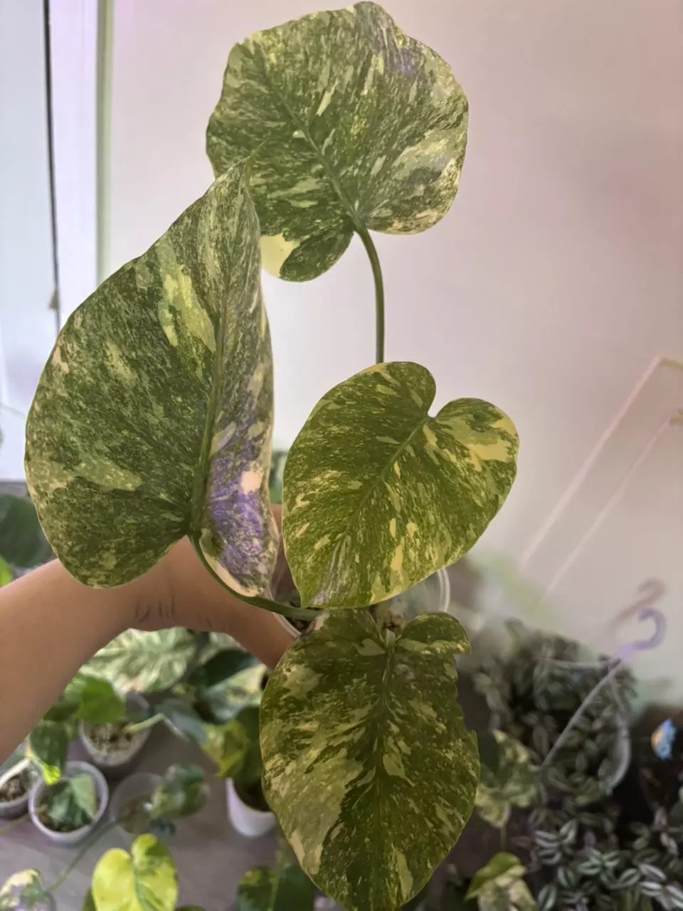 plant/Monstera Legacy-1