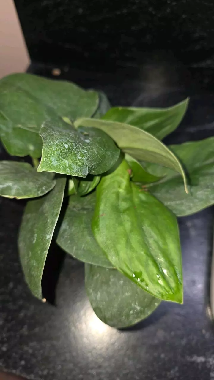 plant/Jade Satin Scindapsus-0