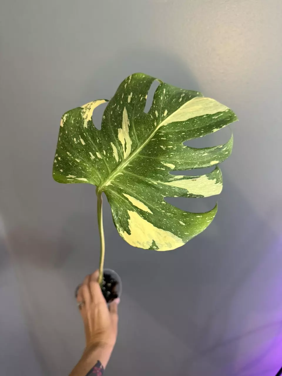 plant/Thai con compact-0