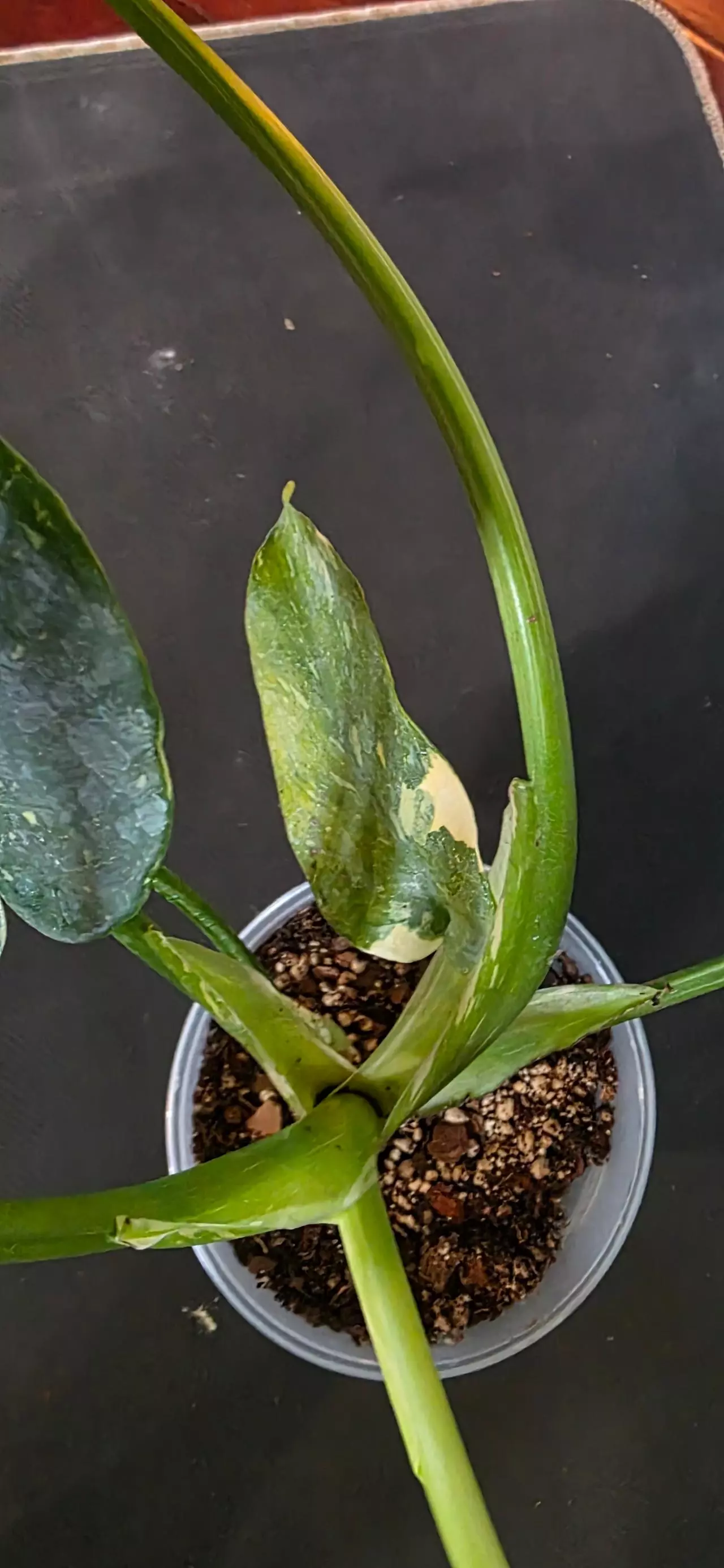 plant/Thai con-5